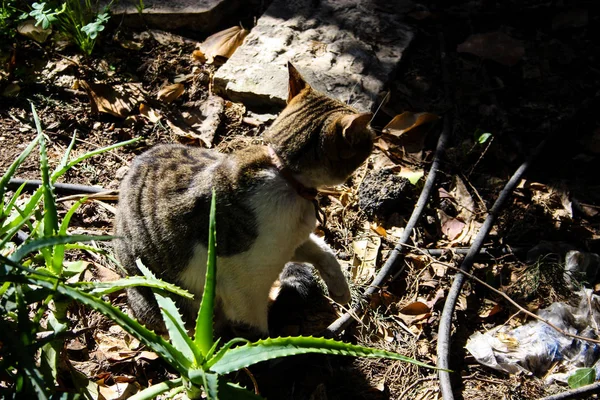 Kudüs'ten bir sokak kedi closeup