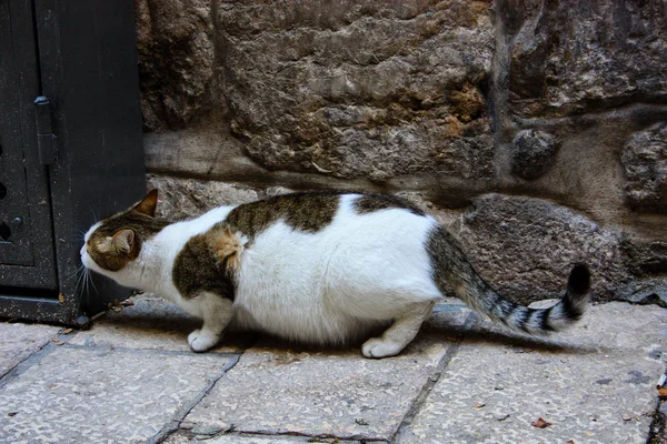 Gros Plan Chat Rue Jérusalem — Photo