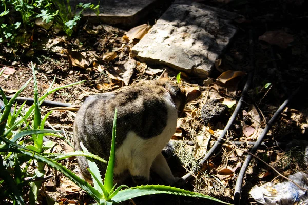 来自耶路撒冷的街头猫的特写镜头 — 图库照片
