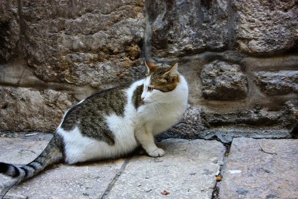 Closeup Street Cat Jerusalem — Stock Photo, Image
