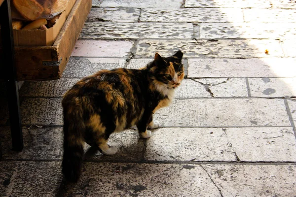 Gros Plan Chat Rue Jérusalem — Photo