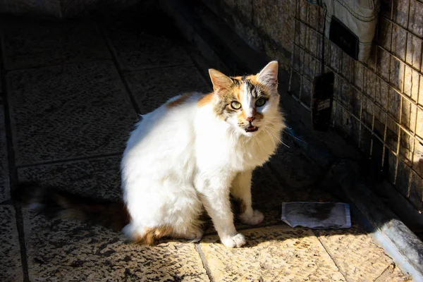 Primo Piano Gatto Strada Gerusalemme — Foto Stock