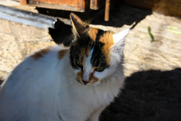 エルサレムからの通りの猫のクローズ アップ — ストック写真