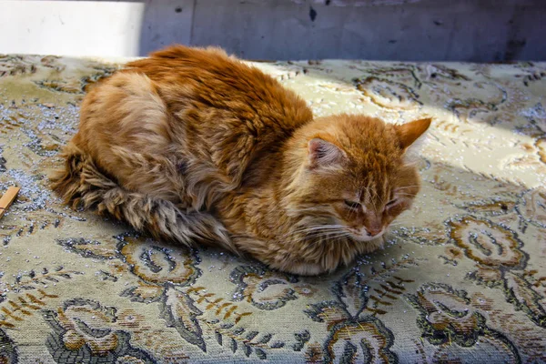 Kudüs'ten bir sokak kedi closeup