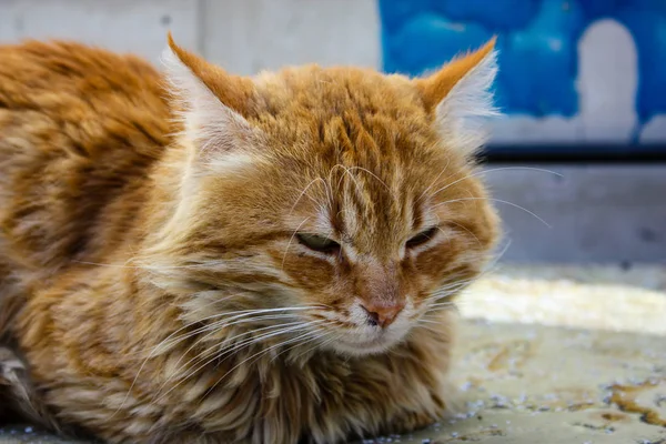 예루살렘에서 고양이의 — 스톡 사진