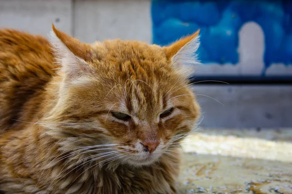 이스라엘에서 예루살렘에서 고양이의 — 스톡 사진