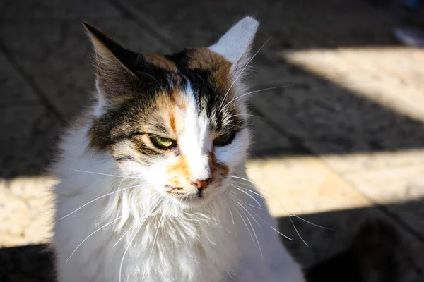 Gros Plan Chat Rue Jérusalem Israël — Photo