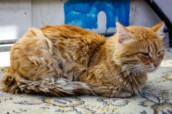 İsrail Kudüs'ten bir sokak kedi closeup