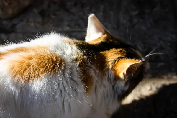 Nahaufnahme Einer Straßenkatze Aus Jerusalem Israel — Stockfoto