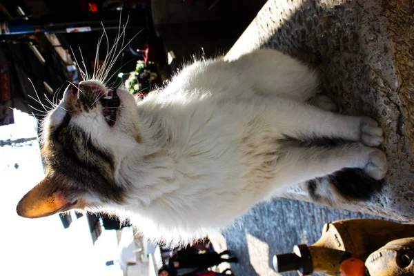 Nahaufnahme Einer Straßenkatze Aus Jerusalem Israel — Stockfoto