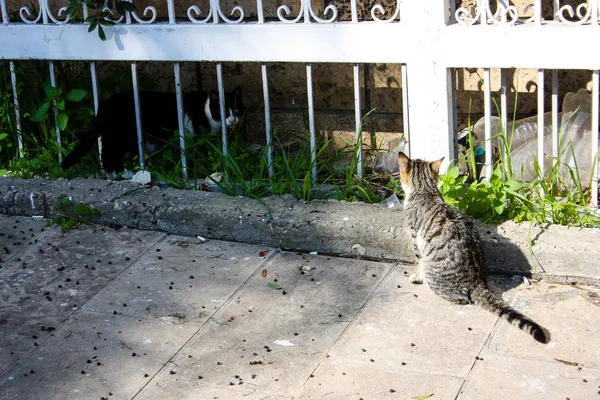 Primer Plano Gato Callejero Jerusalén Israel —  Fotos de Stock