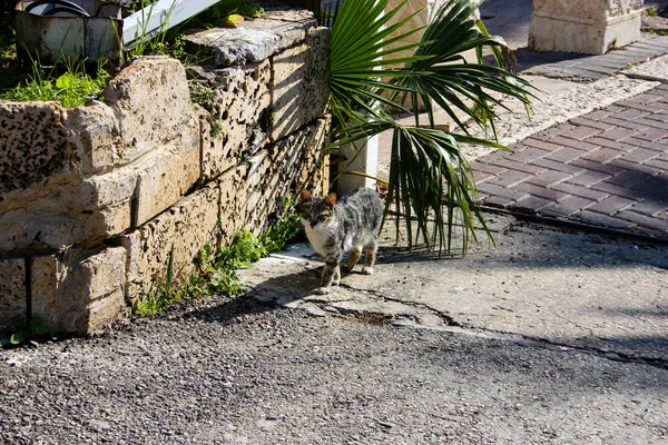 Primer Plano Gato Callejero Jerusalén Israel — Foto de Stock
