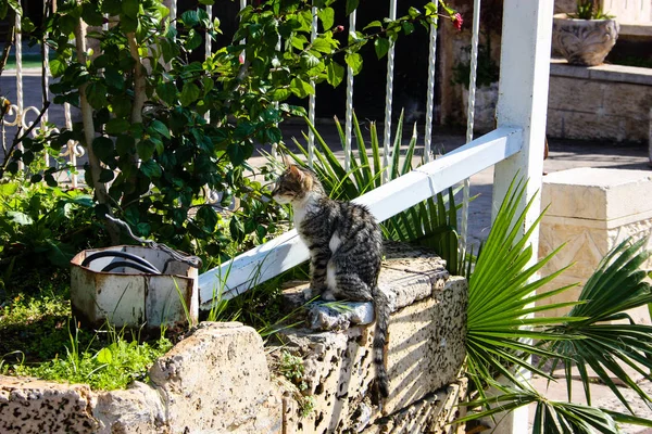 Nahaufnahme Einer Straßenkatze Aus Jerusalem Israel — Stockfoto