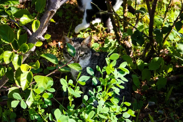 Primer Plano Gato Callejero Jerusalén Israel — Foto de Stock