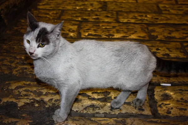 Detailní Záběr Pouliční Kočka Jeruzaléma Izraeli — Stock fotografie