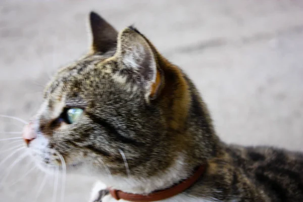 Primer Plano Gato Callejero Jerusalén Israel — Foto de Stock