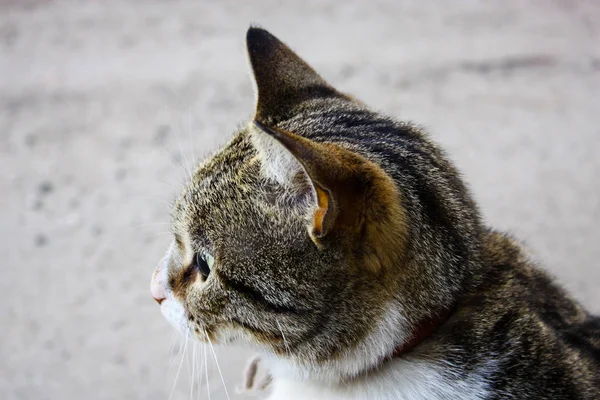 Närbild Gatan Katt Från Jerusalem Israel — Stockfoto