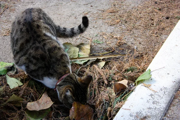 Primer Plano Gato Callejero Jerusalén Israel —  Fotos de Stock