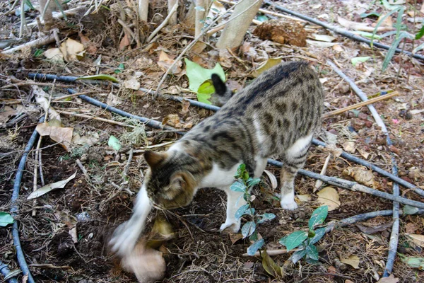 以色列耶路撒冷街头猫的特写镜头 — 图库照片