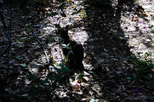 Primer Plano Gato Callejero Jerusalén Israel — Foto de Stock