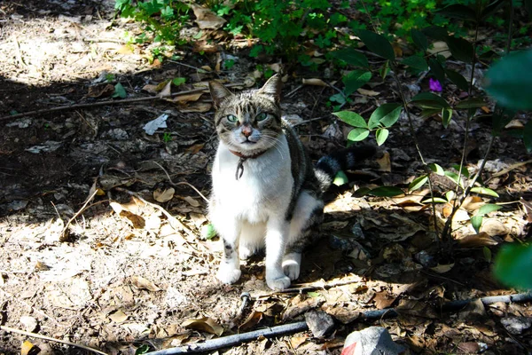 Primer Plano Gato Callejero Jerusalén Israel — Foto de Stock