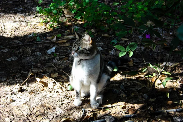 Primer Plano Gato Callejero Jerusalén Israel —  Fotos de Stock