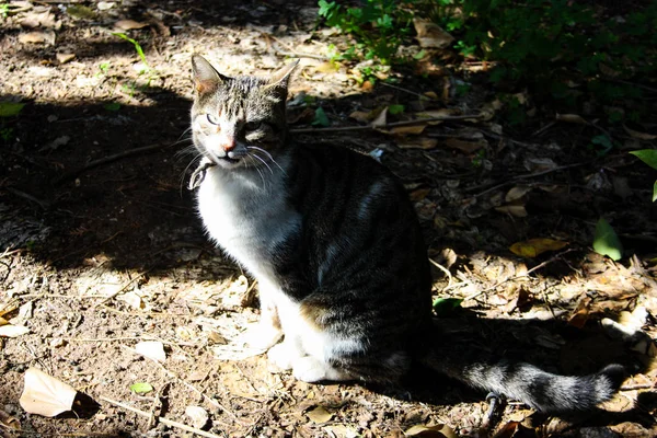 Primer Plano Gato Callejero Jerusalén Israel —  Fotos de Stock