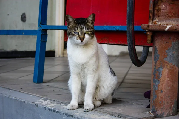 Gros Plan Chat Rue Jérusalem Israël — Photo