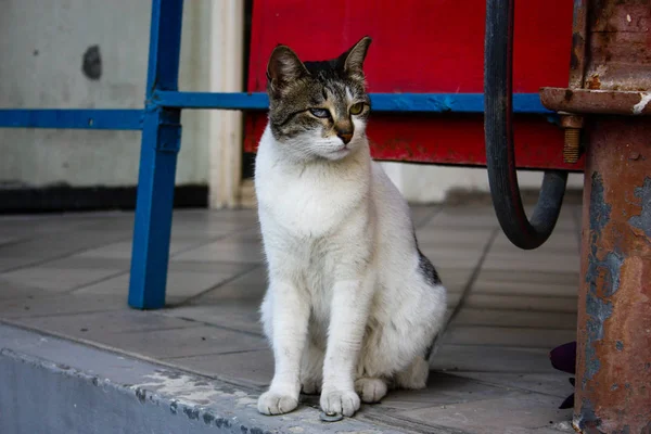 イスラエルのエルサレムからの通りの猫のクローズ アップ — ストック写真