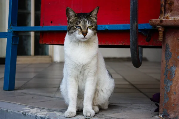 Close Gato Rua Jerusalém Israel — Fotografia de Stock