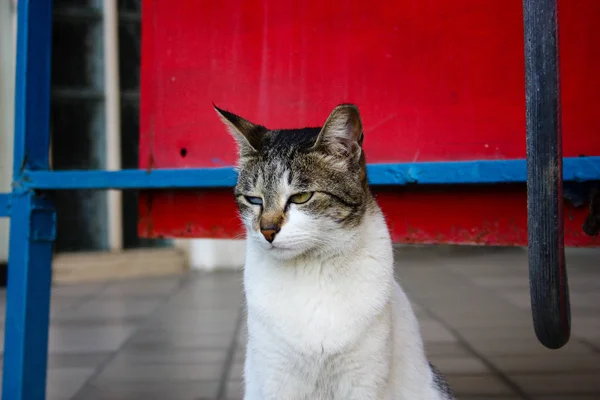 イスラエルのエルサレムからの通りの猫のクローズ アップ — ストック写真