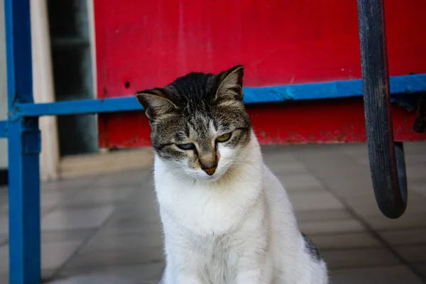 イスラエルのエルサレムからの通りの猫のクローズ アップ — ストック写真