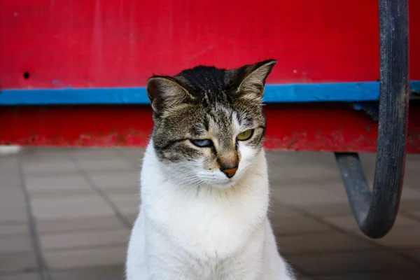 Primer Plano Gato Callejero Jerusalén Israel — Foto de Stock