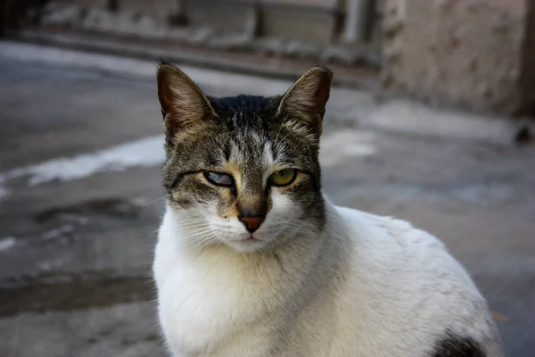 Primo Piano Gatto Strada Gerusalemme Israele — Foto Stock