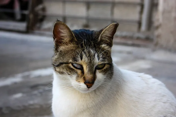 Gros Plan Chat Rue Jérusalem Israël — Photo