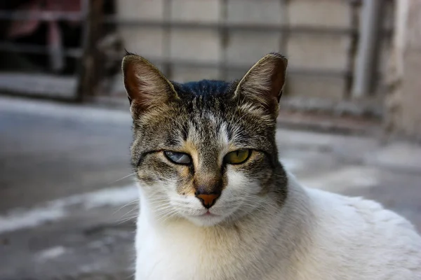 Gros Plan Chat Rue Jérusalem Israël — Photo