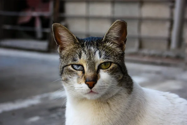 Closeup Street Cat Jerusalem Israel — Stock Photo, Image