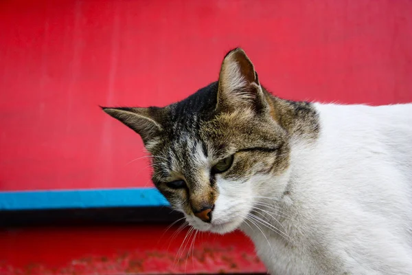 Primer Plano Gato Callejero Jerusalén Israel — Foto de Stock