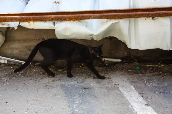以色列耶路撒冷街头猫的特写镜头 — 图库照片