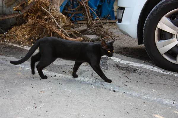 以色列耶路撒冷街头猫的特写镜头 — 图库照片