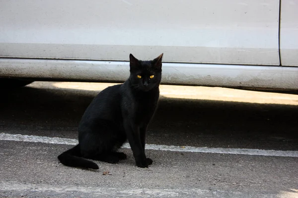 以色列耶路撒冷街头猫的特写镜头 — 图库照片