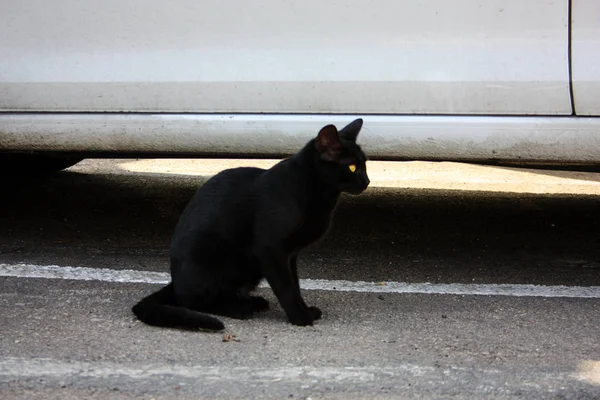 以色列耶路撒冷街头猫的特写镜头 — 图库照片
