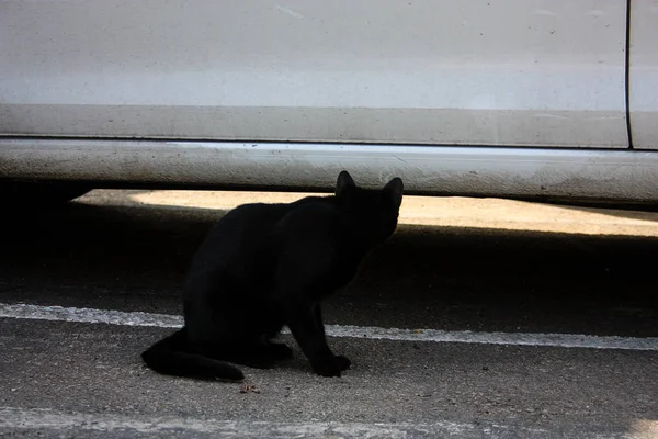 Close Gato Rua Jerusalém Israel — Fotografia de Stock