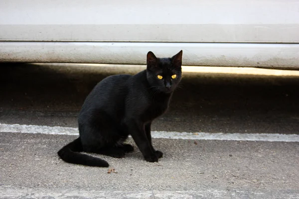 以色列耶路撒冷街头猫的特写镜头 — 图库照片