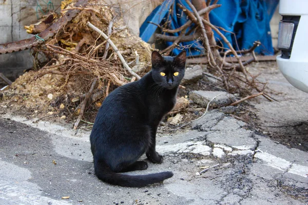 以色列耶路撒冷街头猫的特写镜头 — 图库照片