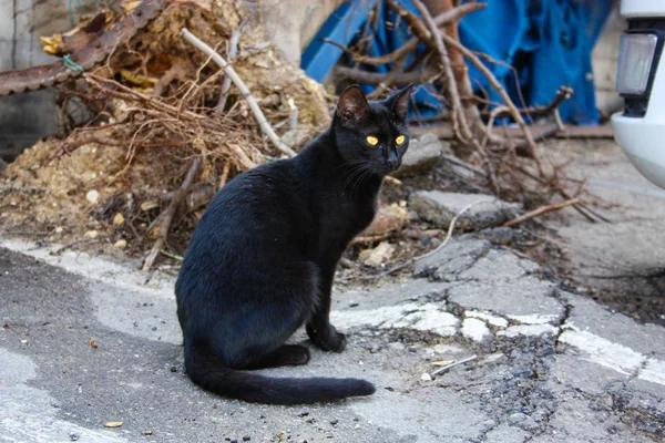 以色列耶路撒冷街头猫的特写镜头 — 图库照片