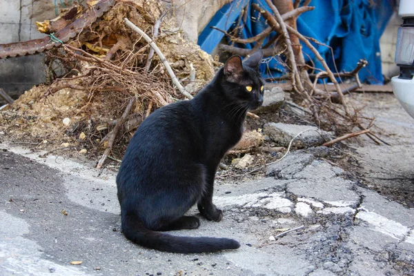 İsrail Kudüs'ten bir sokak kedi closeup