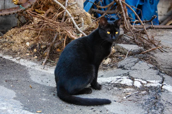 以色列耶路撒冷街头猫的特写镜头 — 图库照片