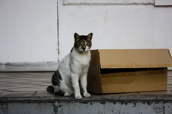 Closeup Street Cat Jerusalem Israel — Stock Photo, Image