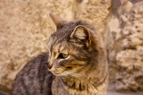 Close Gato Rua Jerusalém Israel — Fotografia de Stock